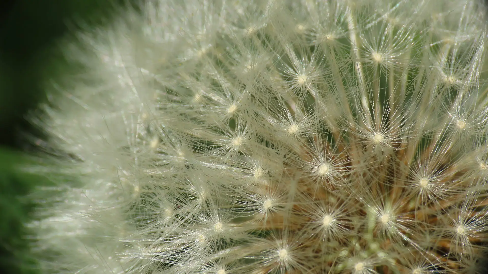 white dandelion in close up photography